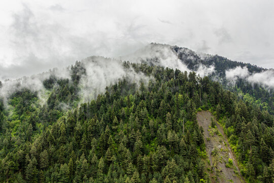 View of the dense green forest clinging to the steep slopes, partially veiled by ethereal white clouds, creating a mystical landscape, Leepa, Azad Kashmir, Pakistan.
