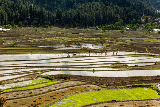 View of water-filled terraced fields reflecting the sky, surrounded by lush greenery and distant trees, creating a serene landscape, Leepa, Azad Kashmir, Pakistan.