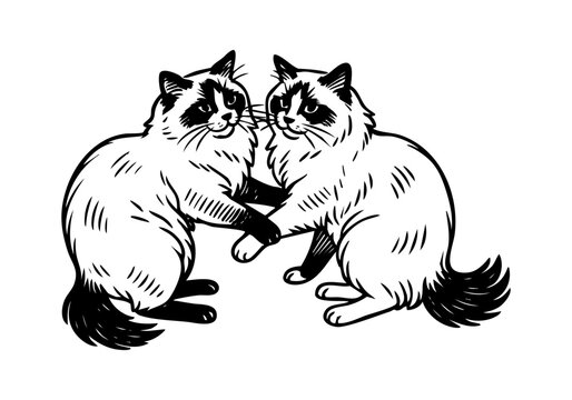 Ragdoll Cat hand drawn simple sketch vector illustration