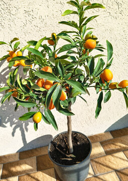 Decorative orange tree in a pot with fruits. A color photograph of a potted ornamental orange tree with colorful fruits.