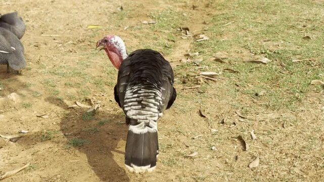 Close Up of Black Turkey Bird Walking on Dry Soil in Rural Farmyard, Free Range Poultry Animal Outdoors in Natural Sunlight, Village Agriculture and Livestock Farming Stock Video Footage