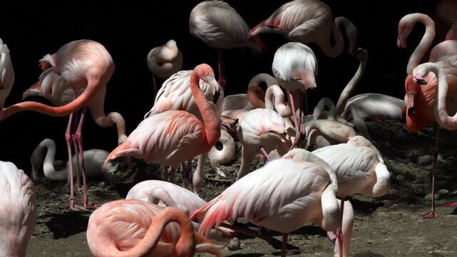 American Flamingo or Caribbean Flamingo, Phoenicopterus ruber. Flamingos are the only non-extinct bird in the order Phoenicopteriformes.