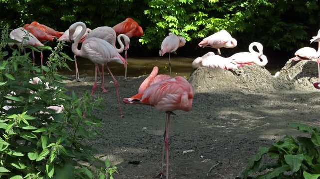 American Flamingo or Caribbean Flamingo, Phoenicopterus ruber. Flamingos are the only non-extinct bird in the order Phoenicopteriformes.
