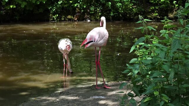 American Flamingo or Caribbean Flamingo, Phoenicopterus ruber. Flamingos are the only non-extinct bird in the order Phoenicopteriformes.