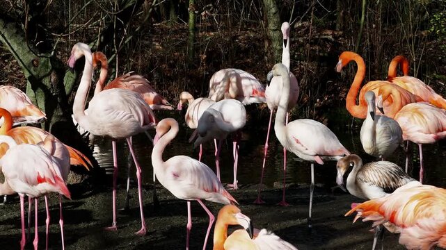 American Flamingo or Caribbean Flamingo, Phoenicopterus ruber. Flamingos are the only non-extinct bird in the order Phoenicopteriformes.