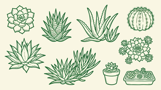 A collection of various succulent plants and cacti, illustrated in a green line art style on a cream background.