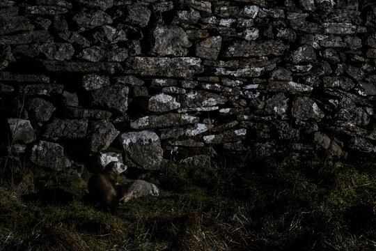 A wild polecat/ ferret rests next to a rabbit in the grass near a stone wall.