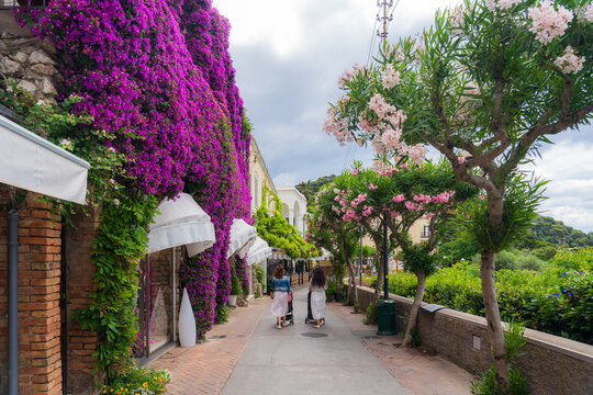 View of vibrant purple bougainvillea cascading down stone walls contrasts with delicate pink blossoms lining a path, inviting exploration, Capri, Campania, Italy.