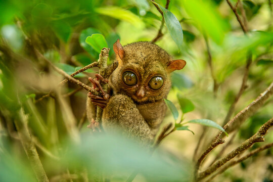 Wild Tarsier in its natural rainforest environment at Batu Mentas Nature Reserve, Belitung Island.