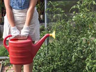 Fototapeta premium Female gardener holding red watering can near tomato plants in greenhouse, denim outfit, protective gloves, sustainable cultivation concept for agriculture, food production, eco lifestyle
