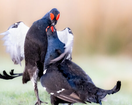 Two black grouse males fight during the mating season. The males display their bright red combs and white feathers to assert dominance and attract females.