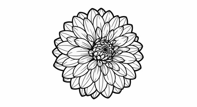 Intricate black outline drawing of a dahlia flower on white