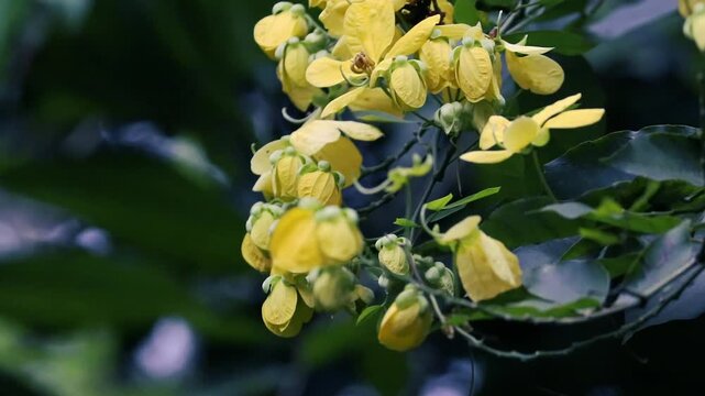 Cinematic close up of yellow Cassia fistula flowers in a dark green garden nature background