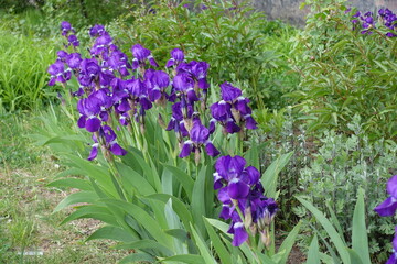 Obraz premium Many purple flowers of common bearded irises in April