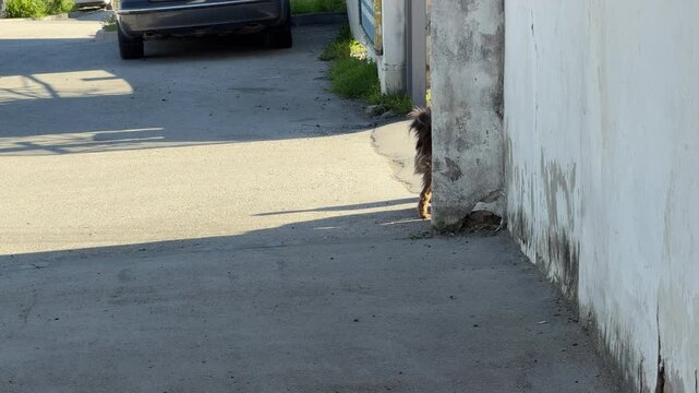 Three stray dogs walk away down a paved road under the bright sun. The scene feels lonely yet curious as the animals navigate the quiet city street together. It captures a sense of humble survival.