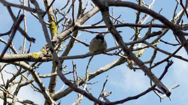 A small, fluffy sparrow sits high on a dark branch among tangled twigs. The bright blue background creates a feeling of freedom and peace in the crisp morning air.