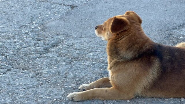A dark, furry dog trots across a rough gravel road under bright sunlight. The scene feels lonely yet determined as the animal wanders through its environment. It captures a humble moment of life.