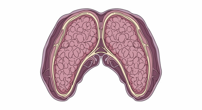 A stylized, cross-section illustration of a butterfly-shaped thyroid gland