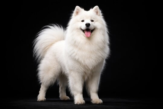 Energetic samoyed dog standing tall against a black background