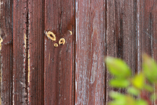 Vintage weathered dark wood fence with natural green leaf frame.