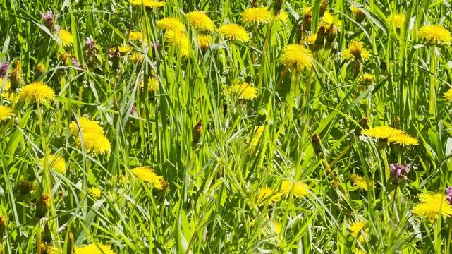 Yellow dandelions bloom brightly among tall blades of green grass in a sun-drenched field. The scene feels cheerful and full of life. It captures the warm, peaceful energy of a spring day.