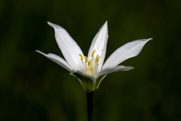 Fototapeta premium white flower in the garden