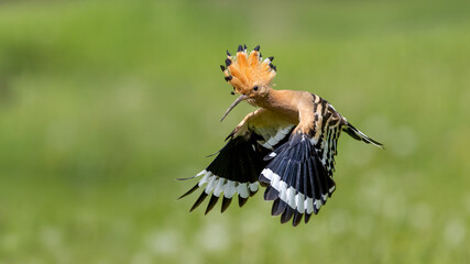 Eurasian Hoopoe captured in flight. © Mehmet