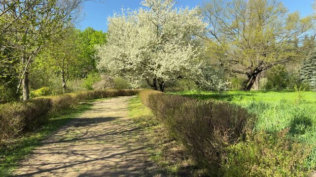 White spring blossoms decorate a quiet dirt path in a vibrant park. The warm sun and soft colors create a peaceful, hopeful feeling. It is a beautiful day for a walk in nature.