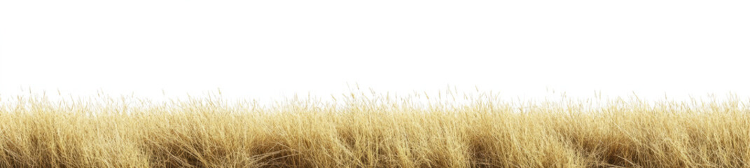 Naklejka premium dry, golden brown grass against a transparent background. 