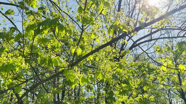 Fresh green leaves and blossoms sprout from maple branches against a clear blue sky. The warm sunlight creates a hopeful and refreshing feeling of new growth. It is a beautiful spring morning.
