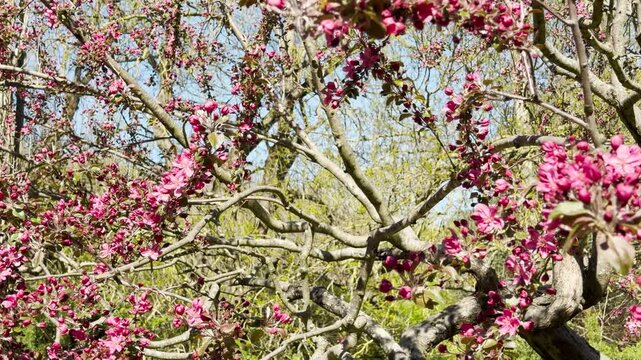 Pink flowers bloom across gnarled branches in a bright, open garden. This natural scene inspires a feeling of old-fashioned charm and quiet wonder. The warm sun highlights the delicate petals.