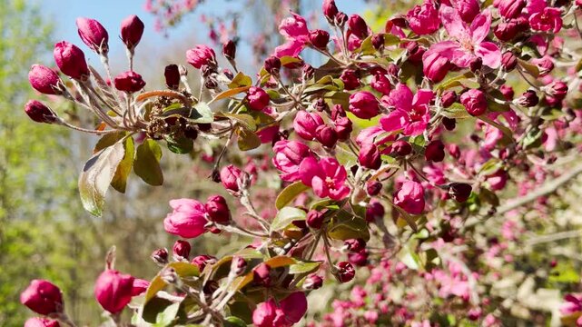 Deep red buds and pink flowers grow along a slender branch in the warm sun. This beautiful scene brings a feeling of gentle peace and new beginnings. The soft light makes the petals look lovely.