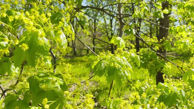 Bright yellow blossoms burst from maple branches in a glowing woodland. These fresh spring colors evoke a sense of hope and peaceful renewal. Sunlight dances through the vibrant green canopy.
