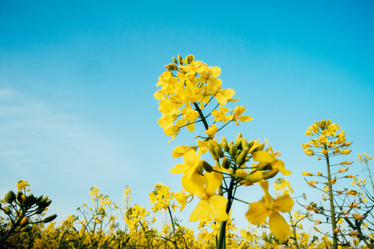View of bright yellow canola flowers reaching towards the clear blue sky, a vibrant contrast in the open field, Sremska Mitrovica, Serbia.