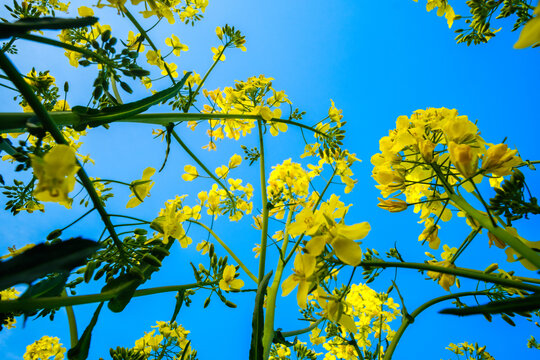 View of vibrant yellow rapeseed flowers reaching toward the clear blue sky, a ground-level perspective capturing the beauty of spring, Sremska Mitrovica, Serbia.