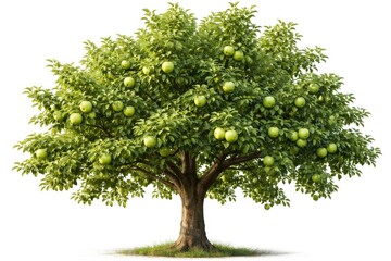 Fototapeta premium Lush green apple tree bearing large fruits isolated on a pure white backdrop
