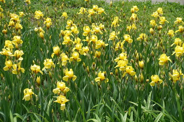 Fototapeta premium Profusion of yellow flowers of Iris germanica in mid May