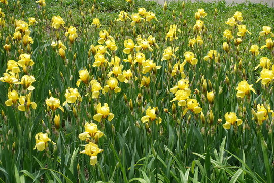 Profusion of yellow flowers of Iris germanica in mid May