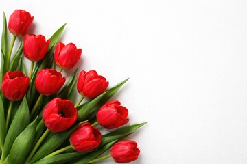 Fototapeta premium Lush red tulips over a white canvas providing clear copy space for floral shop ads