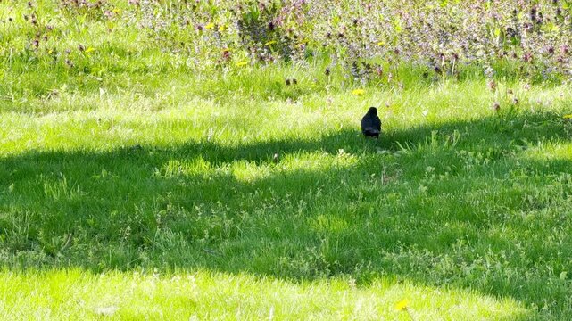 A small blackbird stands alert in a bright, green meadow. This lovely spring scene evokes feelings of quiet joy and natural harmony. Colorful wildflowers bloom in the soft sunshine behind it.