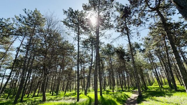 The warm sun shines through the high branches of a pine forest. Below, a dirt path cuts through lush green grass, creating a joyful and tranquil feeling of a perfect spring morning.