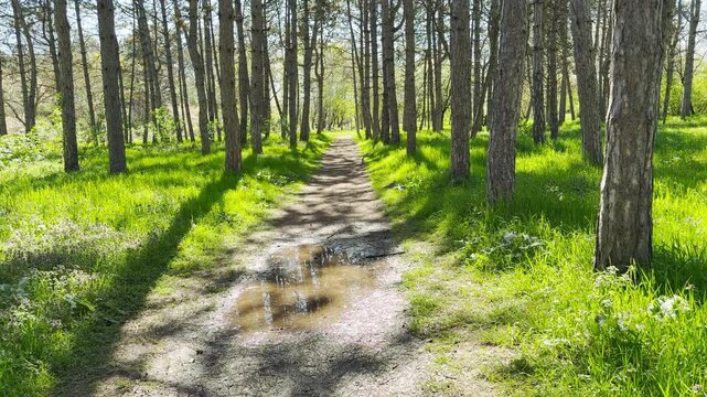 A dirt trail with a clear rain puddle winds through a bright pine forest. Vibrant green grass and long shadows create a peaceful, refreshing atmosphere that feels like a calm morning escape
