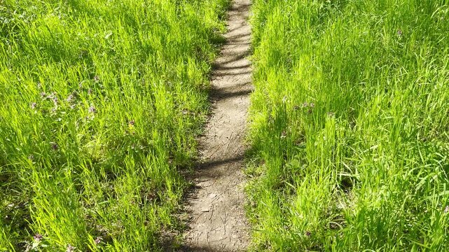 A small dirt trail cuts through a meadow of vibrant green grass and tiny wildflowers. The scene feels peaceful and inviting under the warm sunlight. It captures a sense of quiet adventure in nature.