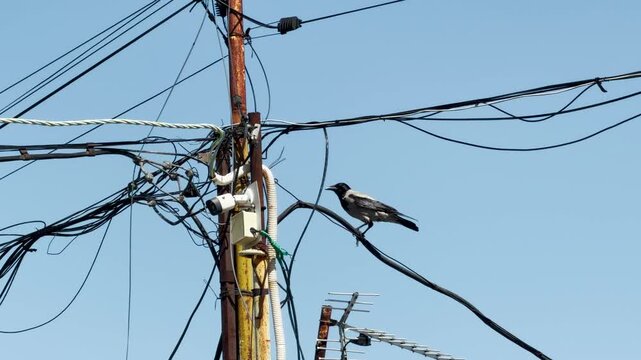 A clever hooded crow balances on messy utility wires to inspect its food. The cluttered urban infrastructure creates a gritty contrast against the peaceful, wide-open blue sky.