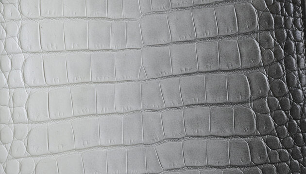 Luxury matte Himalayan crocodile leather texture with white to grey gradient