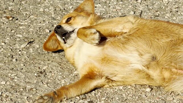 A happy golden dog rolls on its back across a warm gravel ground. The pup looks joyful and silly while enjoying the bright sunlight. This fun moment feels full of pure, carefree energy.