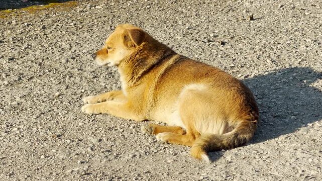 A tan, fluffy dog rests calmly on a bright gravel ground. The animal looks thoughtful and relaxed while soaking up the warm sun. Its posture conveys a sense of quiet companionship and peace.