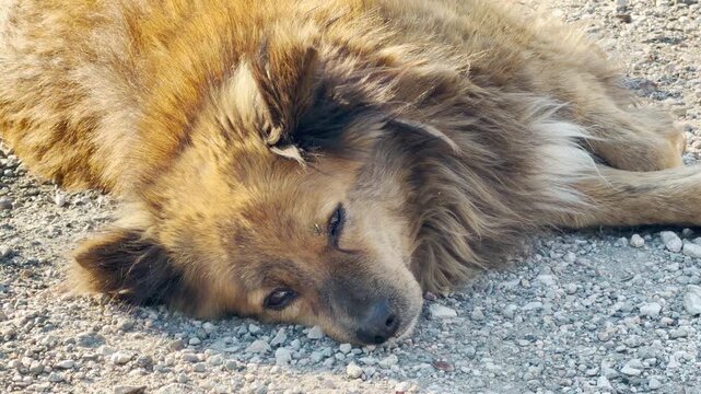 A fluffy brown dog sleeps deeply on a stony gravel path. The animal looks very tired and peaceful while resting its head on the ground. This close-up view captures a moment of quiet, gentle exhaustion