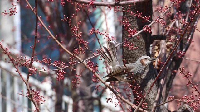 Brown-eared Bulbul Feeding Among Red Flower Buds