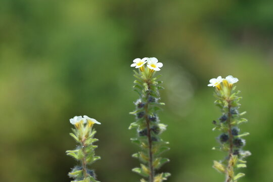 Wild Field Gromwell (Buglossoides arvensis) blooming in a meadow, macro photography
